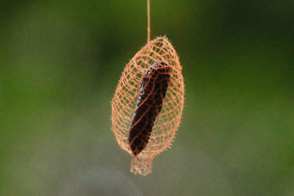 Pop van insect in jungle Ecuador